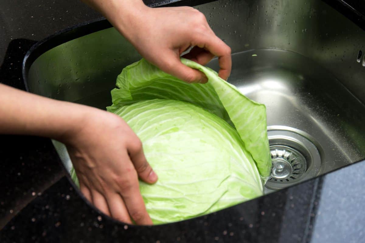 How to Freeze Fresh Cabbage