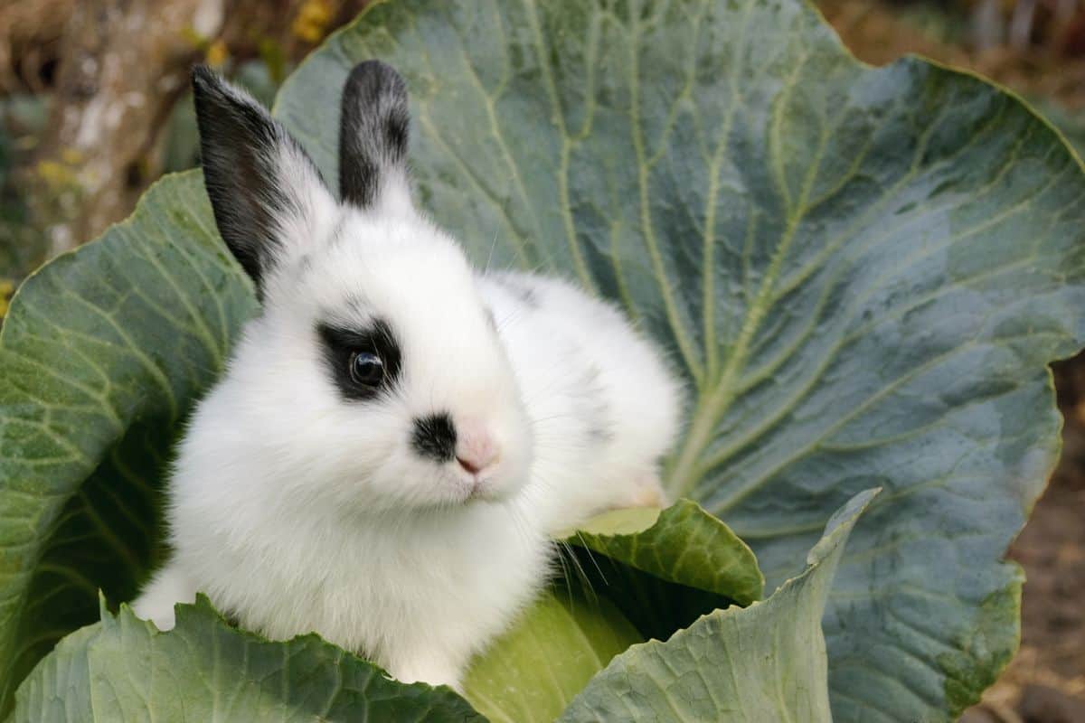 Can rabbits eat cabbage?