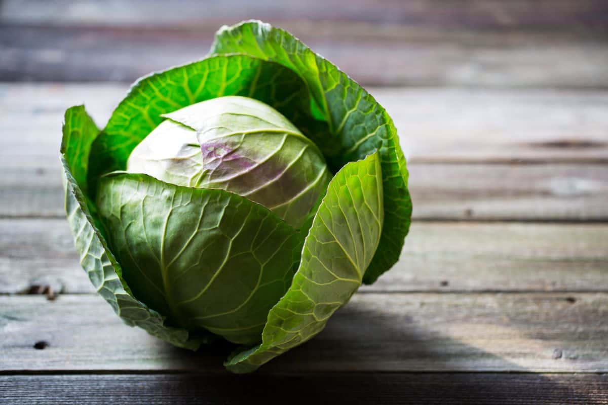 All about cabbage