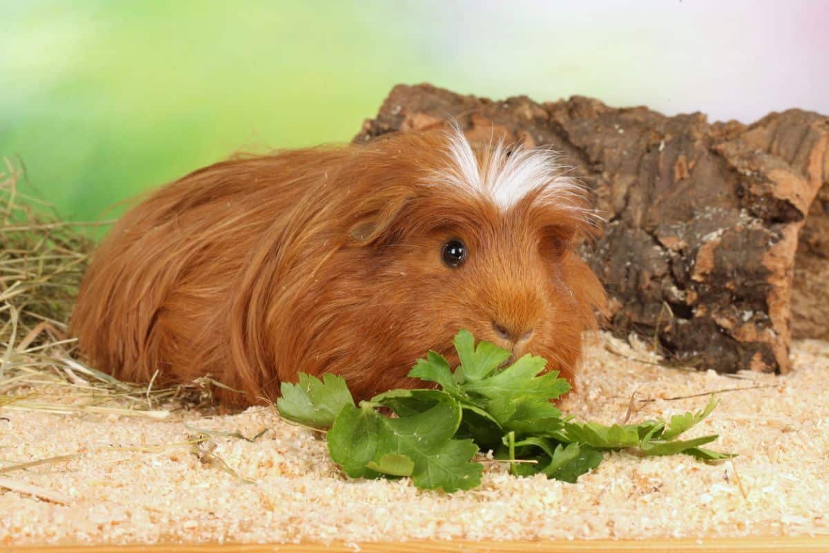 Can Guinea Pigs Eat Parsley