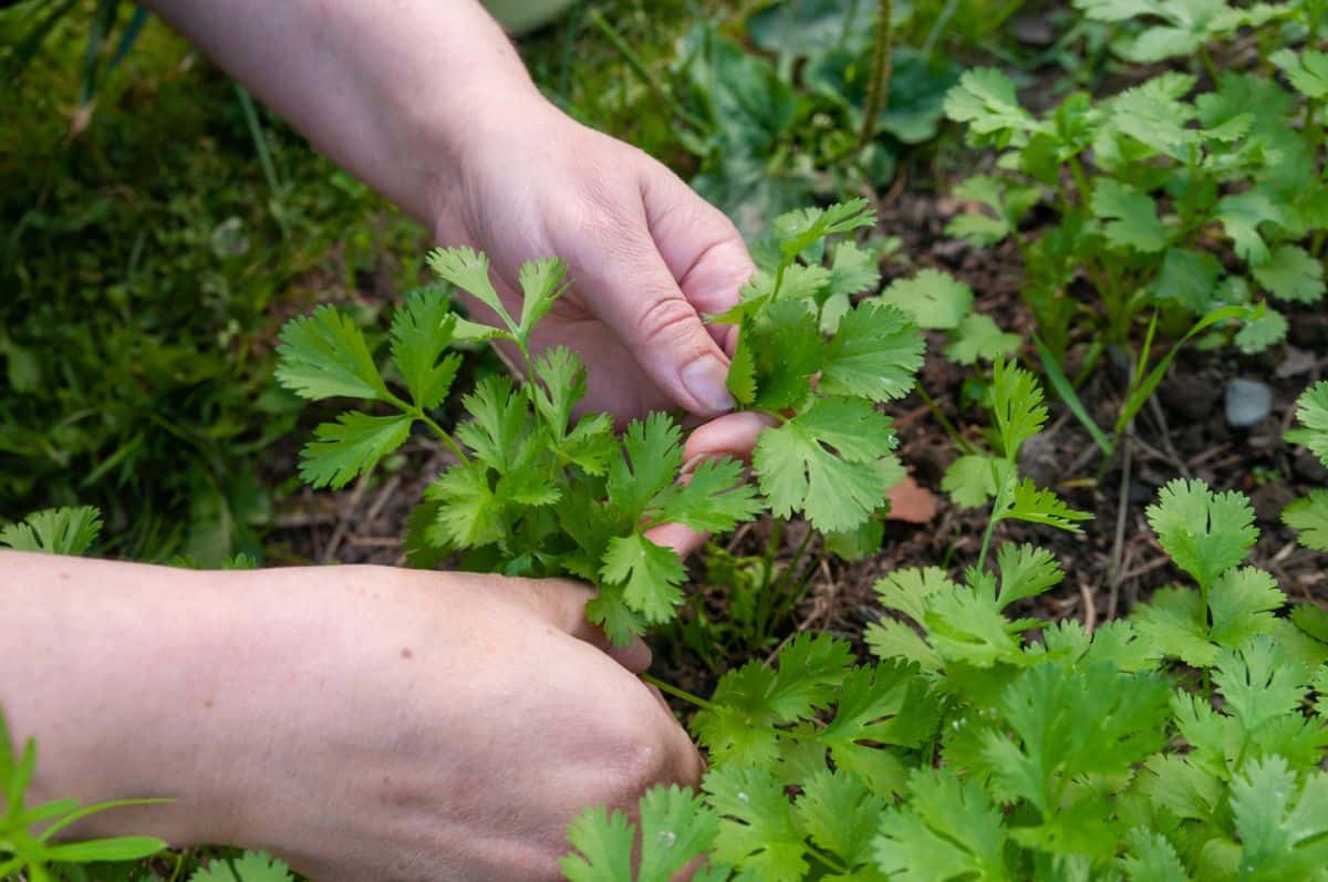 How to Harvest Cilantro and How to Harvest Parsley
