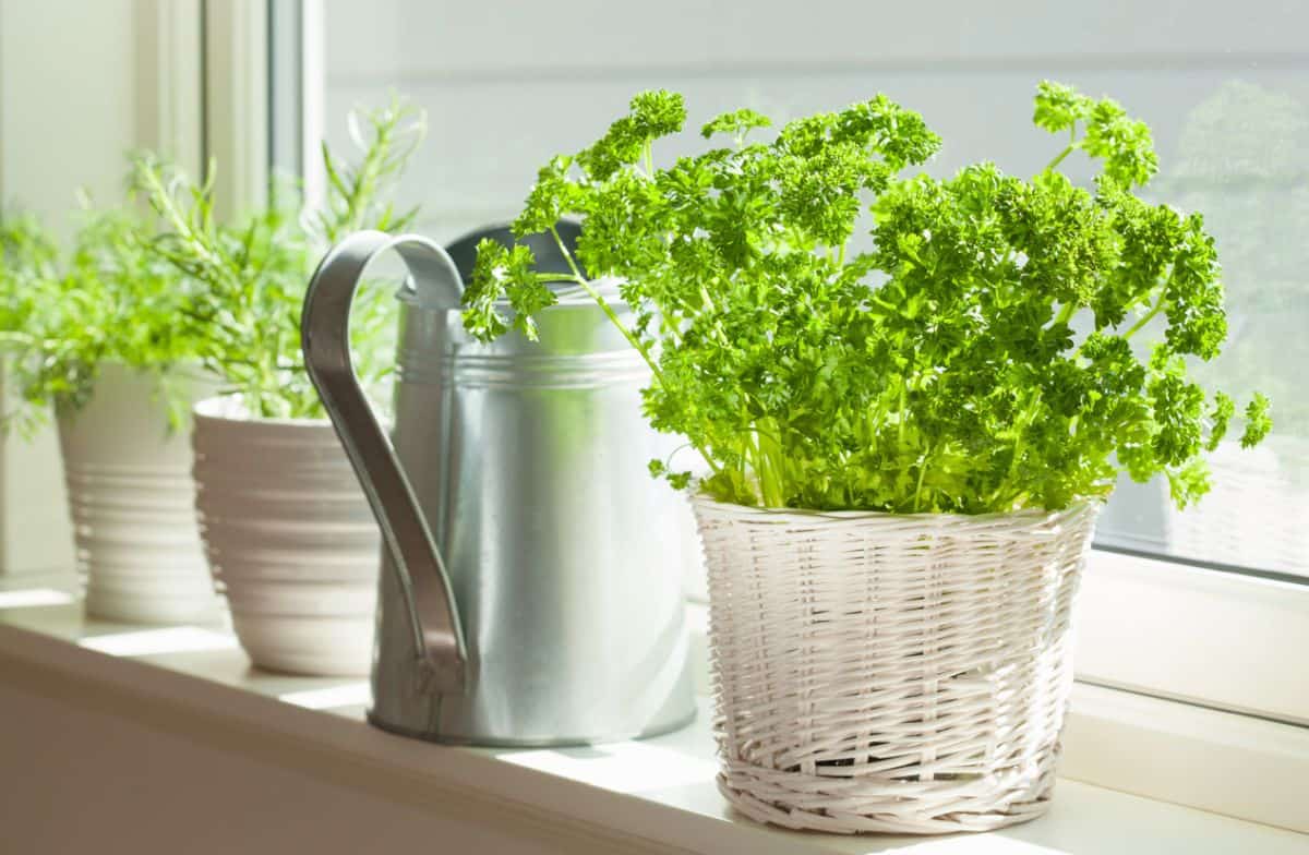 How to Grow Parsley and How to Grow Cilantro Indoors