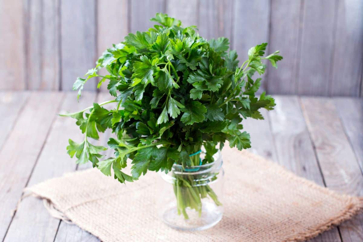 What Does Parsley Look Like