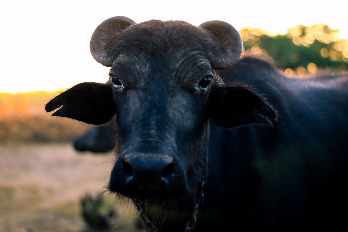 A Guide to Buffalo Milk Vs. Cow Milk