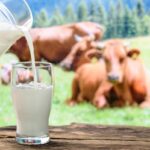 Buffalo Milk vs. Cow Milk