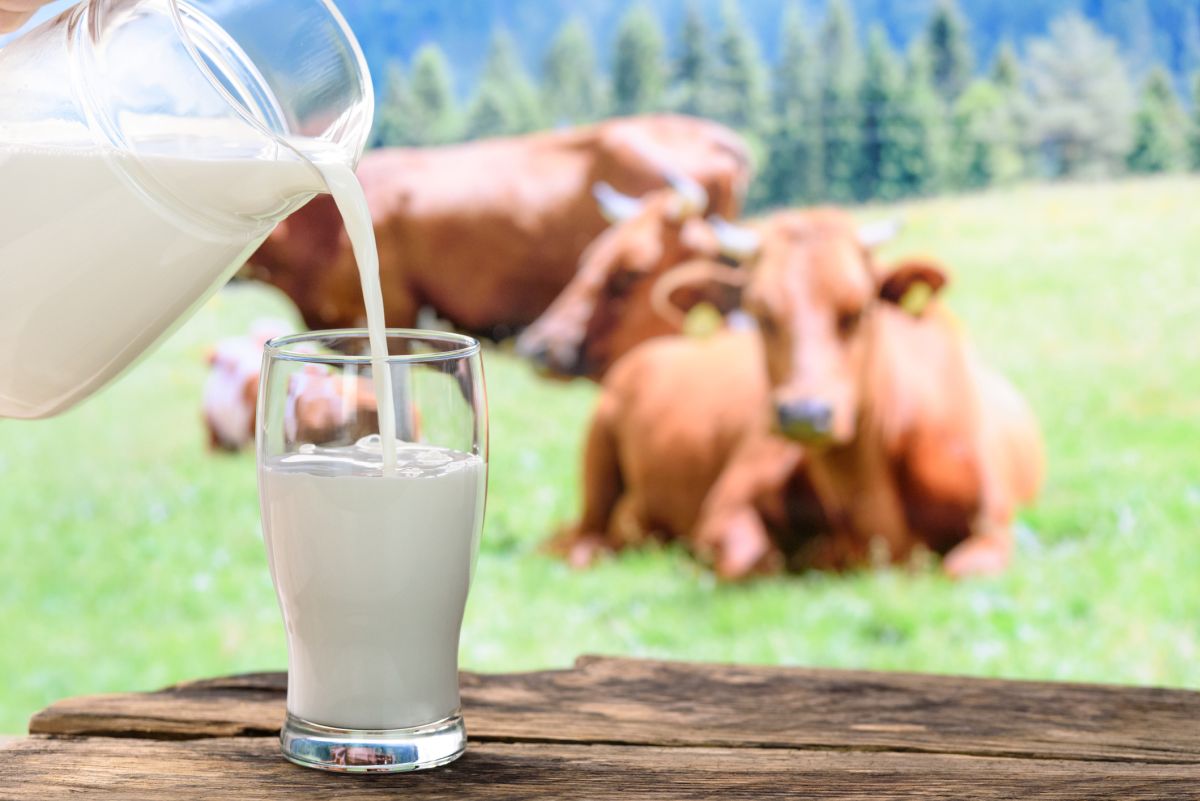 Buffalo Milk vs. Cow Milk