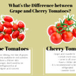 What’s the Difference between Grape and Cherry Tomatoes?